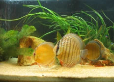 2003-04 - soiree Flo et Aurel